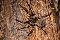 Vagrant spider (Uliodon sp) on a tree trunk, Silver Range, Hawkes Bay, New Zealand, September.