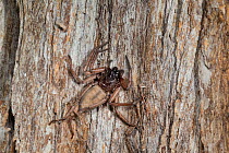 Flattened bark spider (Hemicloea rogenhoferi) camouflaged against tree trunk, Silver Range, Hawkes Bay, New Zealand, September.