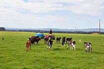Fresian-Jersey cross calves (Bos taurus) running towards farmer owing a mobile milk feeding machine into the field, Ashley Clinton, Hawkes Bay, New Zealand, September 2011. Model released.
