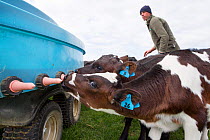 Fresian-Jersey cross calves (Bos taurus) feeding from a mobile milk feeding machine, Ashley Clinton, Hawkes Bay, New Zealand, September 2011, Model released.