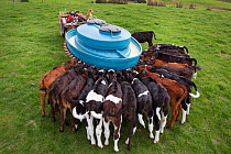 Fresian-Jersey cross calves (Bos taurus) feeding from a mobile milk feeding machine, Ashley Clinton, Hawkes Bay, New Zealand, September.
