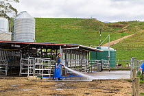 Dairy farmer washing down the dairy shed after milking, Ashley Clinton, Hawkes Bay, New Zealand, September, Model released.