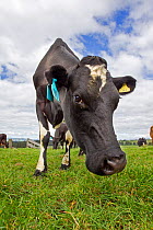 Curious Friesian-Jersey cross cow (Bos taurus) portrait, Ashley Clinton, Hawkes Bay, New Zealand, September.