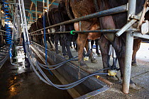 Friesian-Jersey cross cows (Bos taurus) in milking parlour, Ashley Clinton, Hawkes Bay, New Zealand, September.