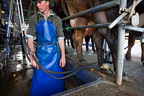 Fresian-Jersey cross cows (Bos taurus) in dairy parlour with man, Ashley Clinton, Hawkes Bay, New Zealand, September 2011, Model released.