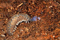 New Zealand peripatus / Velvet worm (Peripatoides novaezealandiae) having been disturbed, lying beside a pool of sticky liquid it spits to trap at its prey, Kahuranaki, Hawkes Bay, New Zealand, Septem...