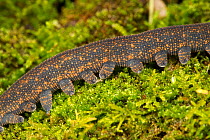 New Zealand peripatus / Velvet worm (Peripatoides novaezealandiae) close-up of legs walking over a moss covered log, Kahuranaki, Hawkes Bay, New Zealand, September.