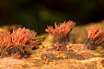 Slime mould (Arcuryia denudata) erupted fruiting bodies or sporangia, bearing thousands of spores, Kahuranaki, Hawkes Bay, New Zealand, September.