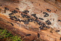 Bark bugs (Ctenoneurus sp) on wood, adults are black with clear wings, with wingless nymph stages and empty egg cases nearby, near Otane, Hawkes Bay, New Zealand, September.