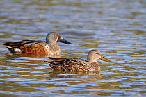 Female Australasian shoveler (Anas rhynchotis) on pond with a male behind, Anderson Park, Tamatea, Napier, Hawkes Bay, New Zealand, September.