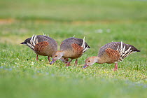 Three Plumed whistling ducks (Dendrocygna eytoni) feeding on short grass, Anderson Park, Tamatea, Napier, Hawkes Bay, New Zealand, September.
