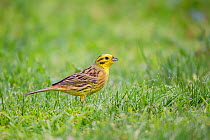 Male yellowhammer (Emberiza citrinella) feeding on grass seeds on a park lawn, Anderson Park, Tamatea, Napier, Hawkes Bay, New Zealand, September. Introduced species.