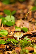 New Zealand spider orchid (Corybas "pygmy") flower amongst leaf litter and mosses, Tikokino, Hawkes Bay, New Zealand, September.