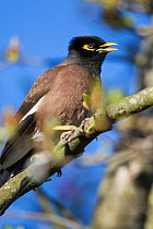 Common myna (Acridotheres tristis) calling, perched on tree branch, Havelock North, Hawkes Bay, New Zealand, September.