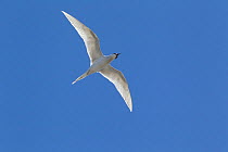 White fronted tern (Sterna striata) in flight against sky, Muriwai, Auckland, New Zealand, October.