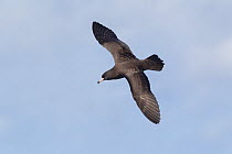 Flesh footed shearwater (Puffinus carneipes) flying, off Whitianga, Coromandel, New Zealand, October.