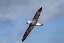 White capped albatross (Thalassarche steadi) flying, off Whitianga, Coromandel, New Zealand, October.