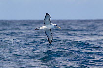 White capped albatross (Thalassarche steadi) flying low over sea, off Whitianga, Coromandel, New Zealand, October.