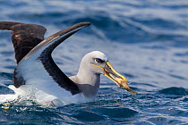 Buller's albatross (Thalassarche bulleri) with dead fish grabbed from sea surface behind a boat, off Whitianga, Coromandel, New Zealand, October.