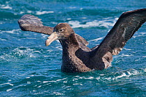 Northern giant petrel (Macronectes halli) with wings stretched on water, off Kaikoura, Canterbury, New Zealand, November.