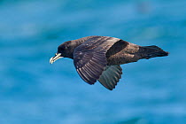 White chinned petrel (Procellaria aequinoctialis) flying over sea, off Kaikoura, Canterbury, New Zealand, November, Vulnerable species.