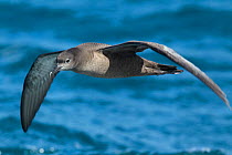 Sooty shearwater (Puffinus griseus) flying over sea, off Kaikoura, Canterbury, New Zealand, November.