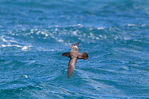 Sooty shearwater (Puffinus griseus) flying low over sea, off Kaikoura, Canterbury, New Zealand, November.