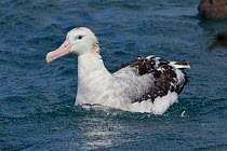 New Zealand albatross (Diomedea antipodensis) on sea surface, off Kaikoura, Canterbury, New Zealand, November, Vulnerable species.