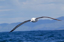 Juvenile Northern Royal albatross (Diomedea sanfordi) flying over sea, with the Kaikoura coastline in the background, off Kaikoura, Canterbury, New Zealand, November, Vulnerable species.