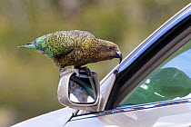 Kea (Nestor notabilis) standing on the wing mirror of a car looking through the partially open car window, Homer Tunnel, Fiordland, New Zealand, November, Vulnerable species.