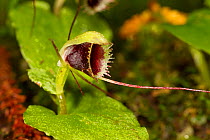 New Zealand spider orchid (Corybas oblongus) flower, Ulva Island, Stewart Island, New Zealand, November.