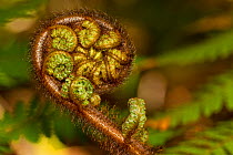 Wheki / Rough tree fern (Dicksonia squarrosa) frond unfuling, Ulva Island, Stewart Island, New Zealand, November.