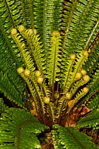 Crown fern (Blechnum discolor) with new unfurling fronds developing, Ulva Island, Stewart Island, New Zealand, November.