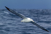 Southern royal albatross (Diomedea epomophora) flying low over the sea, off Stewart Island, New Zealand, November, Vulnerable species.