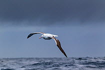 Southern royal albatross (Diomedea epomophora) flying over sea, Off Stewart Island, New Zealand, November, Vulnerable species.