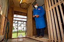 Pigeon fancier wearing a protective mask holding Racing pigeon (Columba livia) inside one of his pigeon lofts Redbrook, Monmouthshire, Wales, UK, August 2011, Model released.