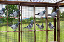 Racing pigeons (Columba livia) with different plumages in pigeon loft, Redbrook, Monmouthshire, Wales, UK, August.