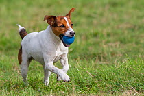 Young Jack Russell terrier running across a field carrying a blue ball in his mouth, Redbrook, Monmouthshire, Wales, UK, August.