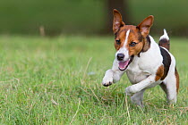Young Jack Russell terrier runing across a field, Redbrook, Monmouthshire, Wales, UK, August.