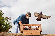 Pigeon fancier wearing a face mask releasing his Racing pigeons (Columba livia) from a crate for a training flight back to their loft, Goldcliff, Monmouthshire, Wales, UK, August 2011, Model released.