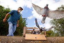 Pigeon fancier wearing a protective mask watching his Racing pigeons (Columba livia) flying out of a crate for a training flight back to their loft, Goldcliff, Monmouthshire, Wales, UK, August 2011. M...