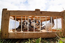 Racing pigeons (Columba livia) in a crate about to be released for a training flight back to their loft, Goldcliff, Monmouthshire, Wales, UK, August.