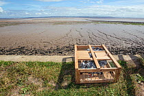 Crate of Racing pigeons (Columba livia) about to be released for a training flight back to their loft, Goldcliff, Monmouthshire, Wales, UK, August 2011.