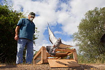 Pigeon fancier wearing a protective face mask watching his Racing pigeons (Columba livia) flying out of a crate for a training flight back to their loft, Goldcliff, Monmouthshire, Wales, UK, August 20...