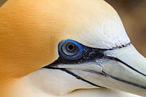 Australasian gannet (Morus serrator) close up showing the eye and base of the bill, Cape Kidnappers, Hawkes Bay, New Zealand, November.