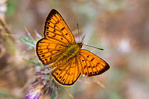 Male Common copper (Lycaena salustius) resting with wings open, Cape Kidnappers, Hawkes Bay, New Zealand, November.