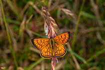 Male Common copper (Lycaena salustius) resting with wings open, Cape Kidnappers, Hawkes Bay, New Zealand, November.