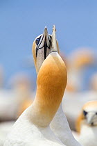 Australasian gannet (Morus serrator) pair crossing bills as they display to each other at their nest site, Cape Kidnappers, Hawkes Bay, New Zealand, November.