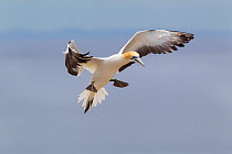 Australasian gannet (Morus serrator) landing, Cape Kidnappers, Hawkes Bay, New Zealand, November.