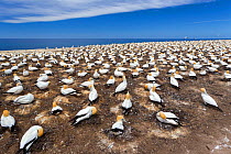 Australasian gannet (Morus serrator) breeding colony known as the Plateau colony, Cape Kidnappers, Hawkes Bay, New Zealand, November.